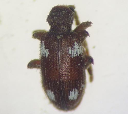 Réf. 277 247 : Ptinus sexpunctatus